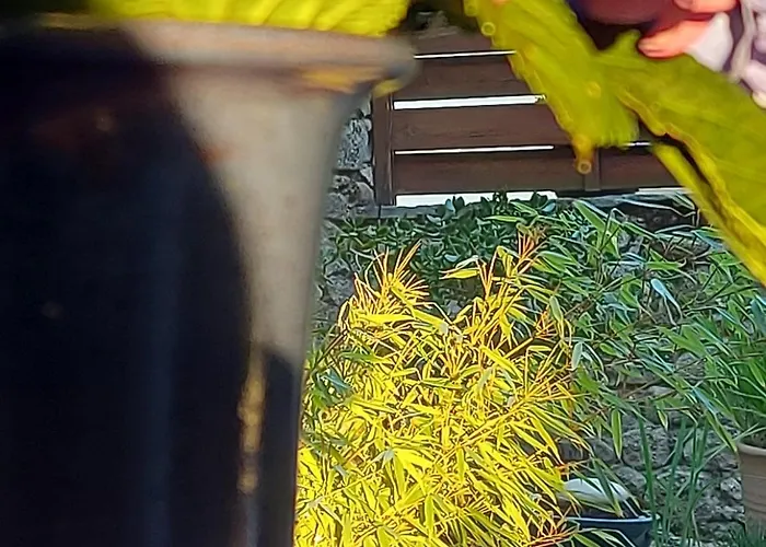 La Croisee Des Arts ベッド・アンド・ブレックファスト La Bastide-l'Évêque